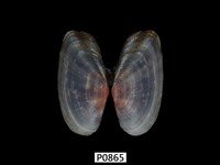 藏品(長形紫雲蛤)的圖片